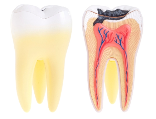 Endodontics (Root Canal Therapy) in Katy, Texas