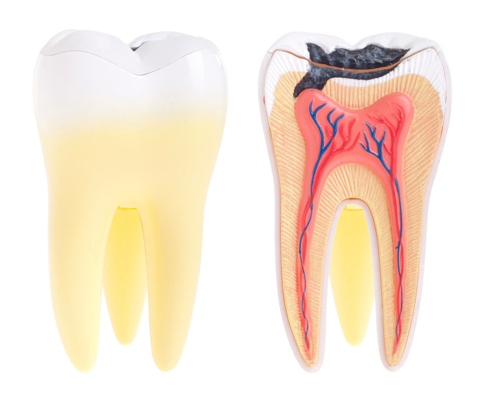 Endodontics (Root Canal Therapy) in Katy, Texas