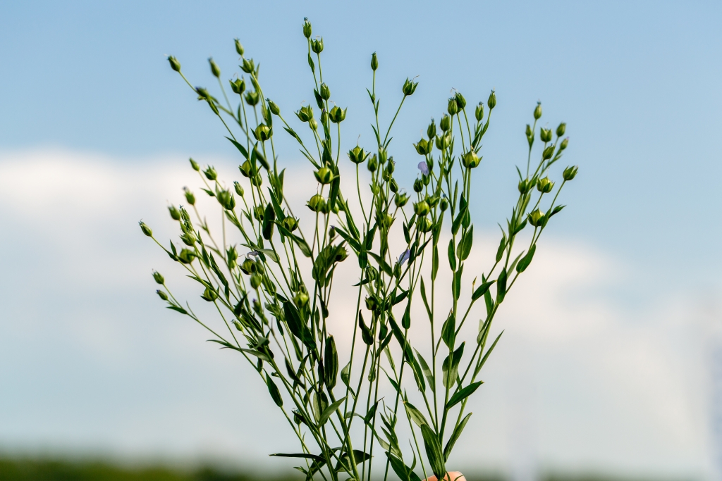 Texas Summer Garden Survival Guide