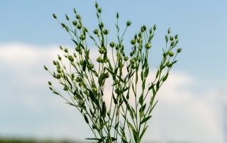 Texas Summer Garden Survival Guide