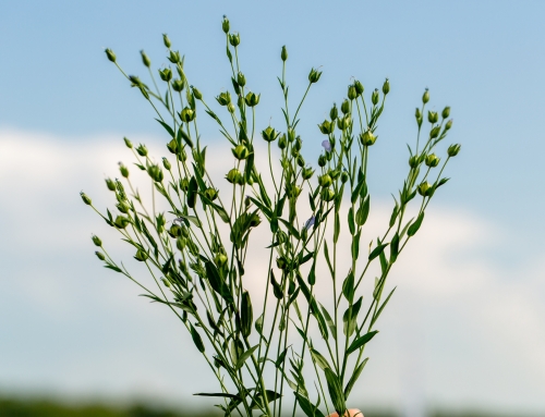 Texas Summer Garden Survival Guide