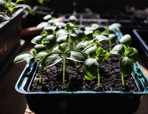 Planting a garden at your home in Cypress?