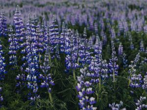Spring Dental Tips | Welch Dental Group Cypress