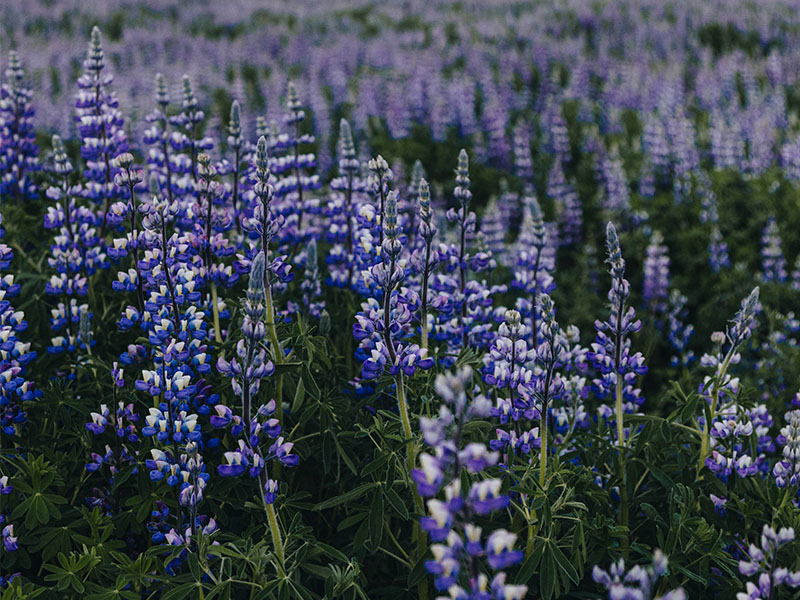 Spring Dental Tips | Welch Dental Group Cypress